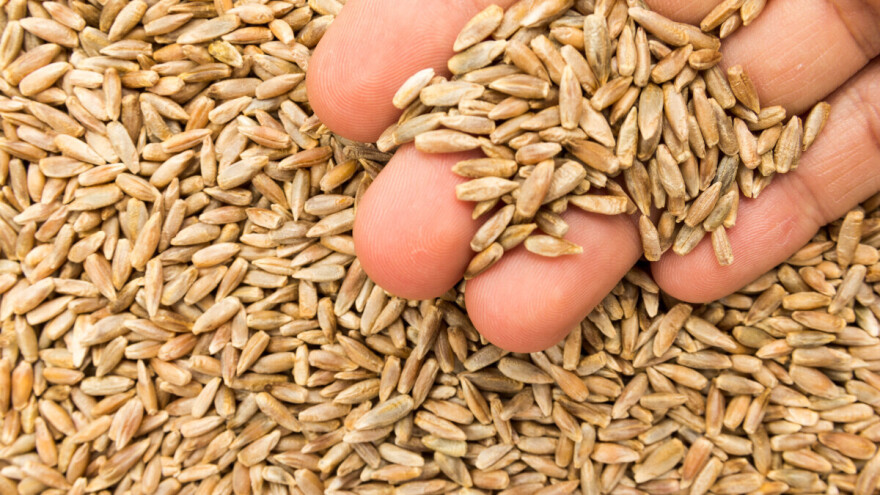 Za kruh, viski i hranidbu stoke: "Da je raži koliko je laži, ne bi svijet gladovao"