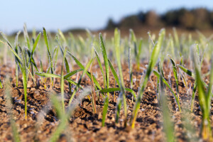 Jesu li strna žita spremna za zimu?