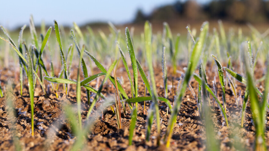 Jesu li strna žita spremna za zimu?
