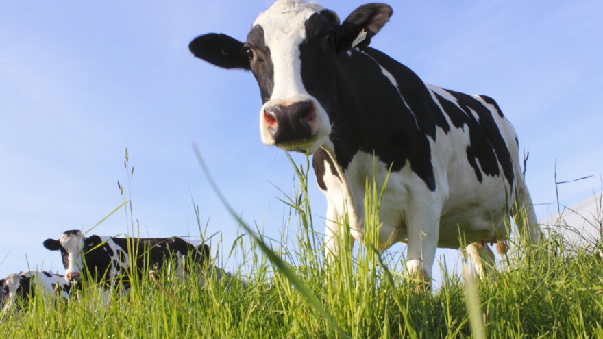 Da li zeleni plan gubi podršku u EU, nakon odluke Trumpa o izlasku iz Pariškog sporazuma?