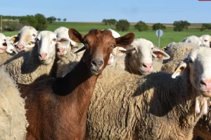 Bolest boginja ovaca i koza potvrđena u Sjevernoj Makedoniji