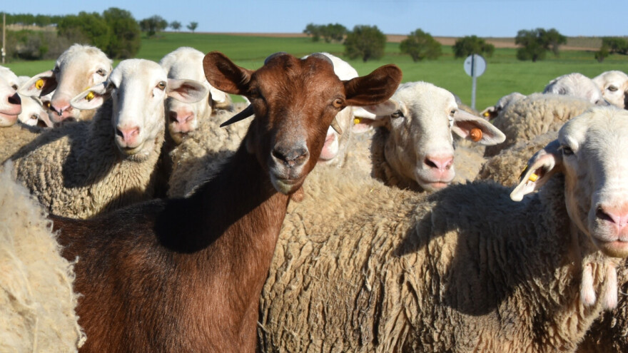 Bolest boginja ovaca i koza potvrđena u Sjevernoj Makedoniji