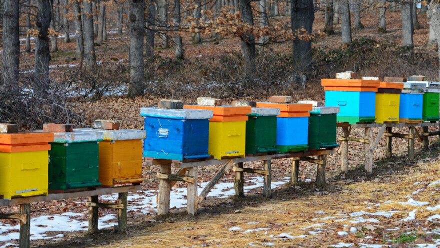 Pčelari ne miruju ni u prosincu: Najveći neprijatelj pčela zimi nije hladnoća, već vlaga