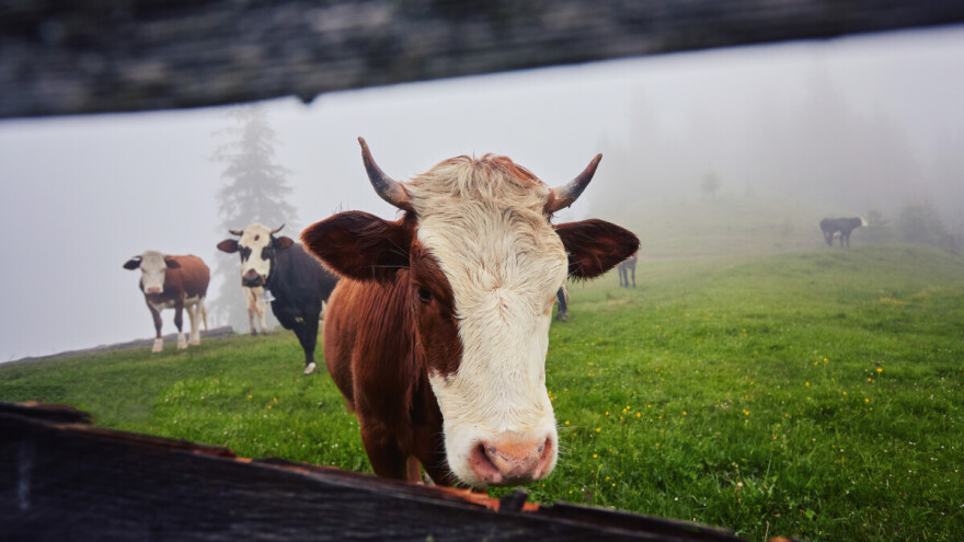 Stabilno vrijeme pred nama: Magla uporna, ali ozimine u dobrim uslovima
