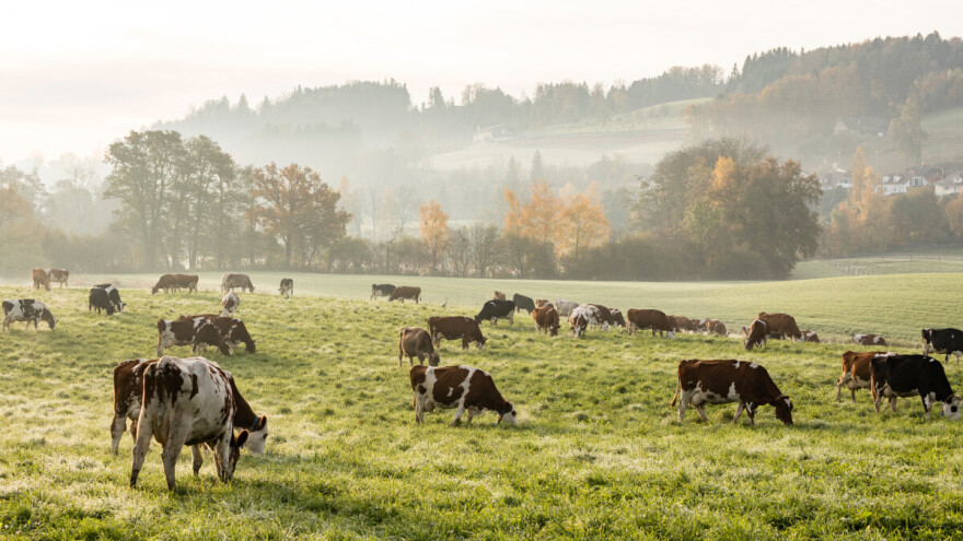 Sanitarna košnja livada - kada i kako se obavlja?