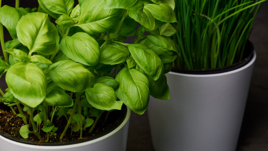 Evo pet vrsta začinskog bilja koje možete uzgajati zimi