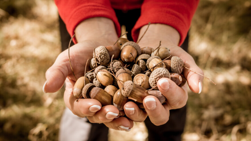Hrvatske šume od 1. listopada otkupljuju žir hrasta lužnjaka i kitnjaka