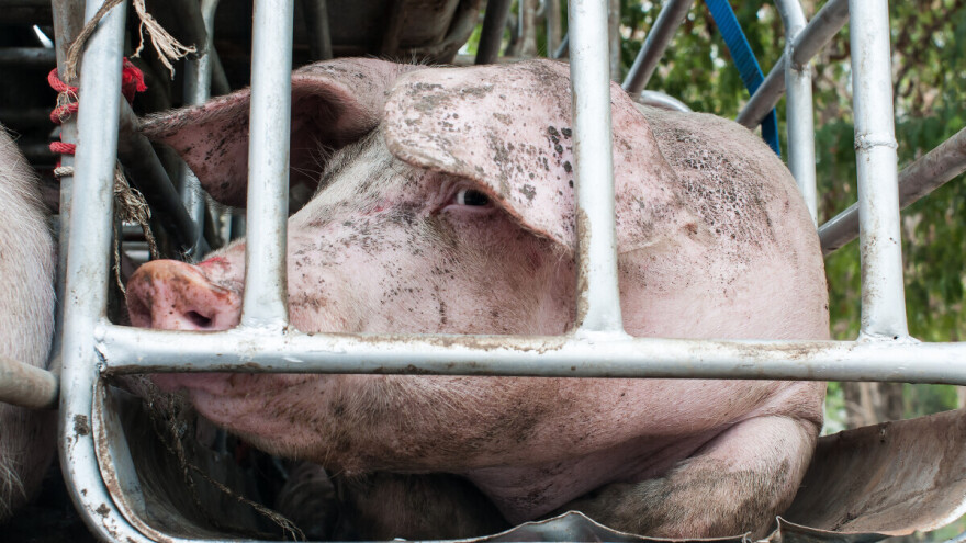Pojačan nadzor nad prometom svinja u RS zbog opasnosti od afričke kuge