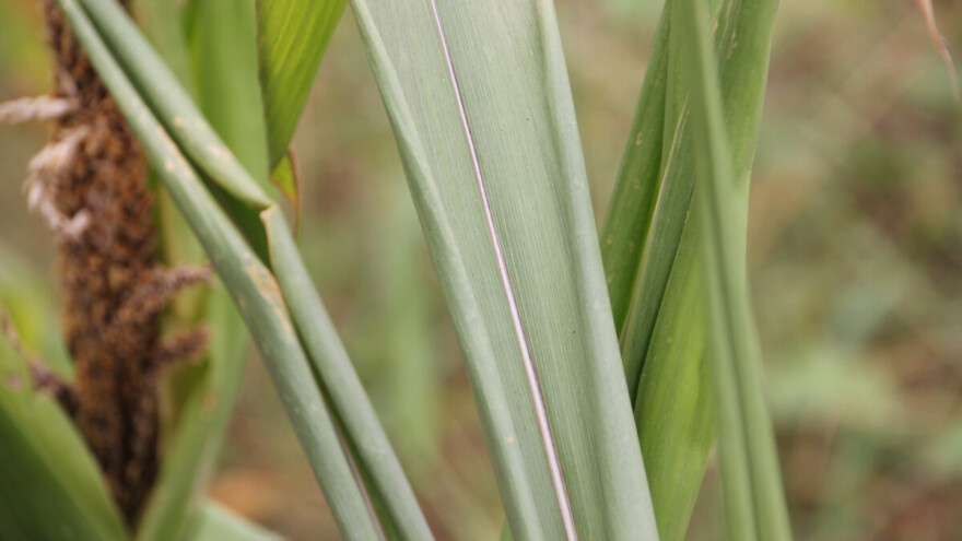 Zašto kukuruz uvija listove?