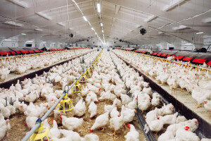 Na farmi tovnih pilića u Hadžićima potvrđena Salmonella Eteritidis