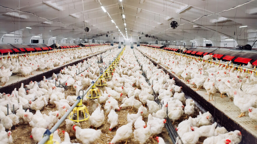 Na farmi tovnih pilića u Hadžićima potvrđena Salmonella Eteritidis