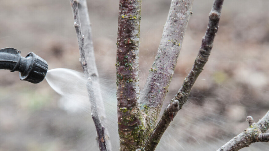 Kada obaviti jesenje prskanje koštičavog voća?