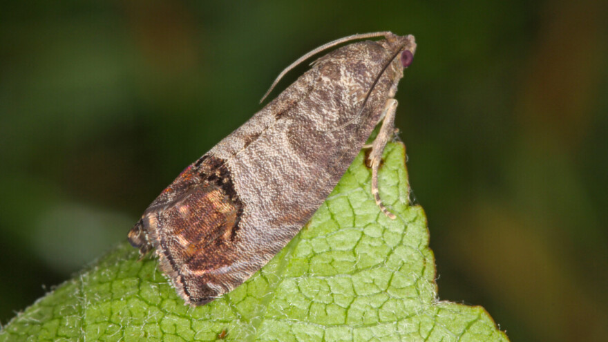 Uočen ulov jabučnog savijača: Čime tretirati nasade?