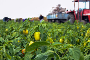 U toku intenzivna berba paprika: Svaki dan kašnjenja smanjuje zaradu