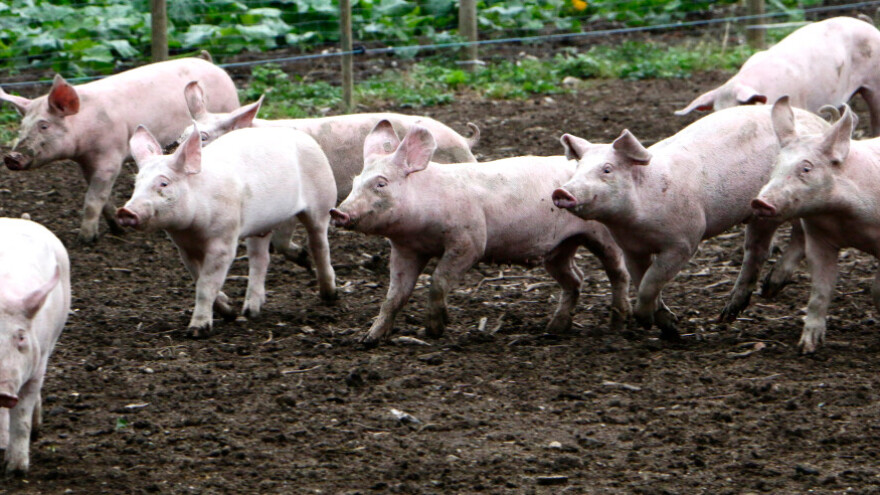 Fitnes za svinje? Trčanje na traci za bolje zdravlje i kvalitet mesa