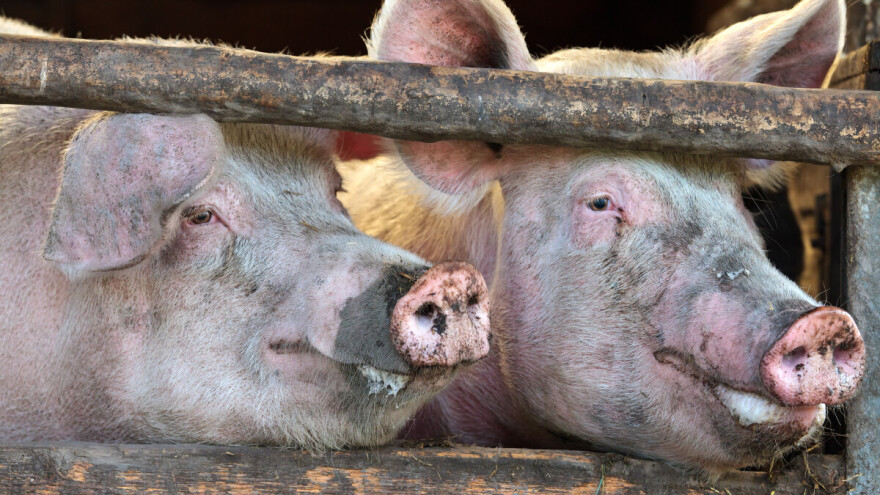 Uzgajivači svinja, podnesite zahtjev za potporu zbog afričke svinjske kuge