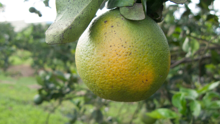 Ozelenjavanje plodova - ozbiljna prijetnja svjetskoj industriji agruma