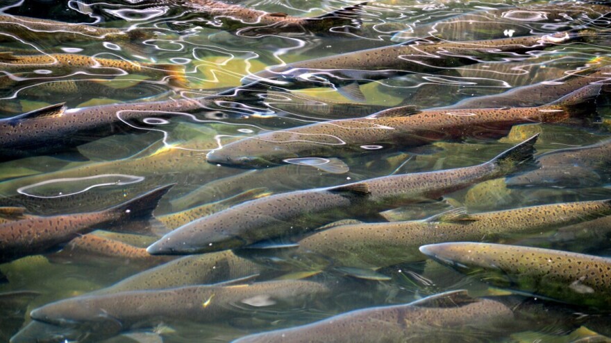 Ponudili nagradu: S farme pobjeglo 27.000 lososa, po glavi ulovljene ribe daju 43 eura