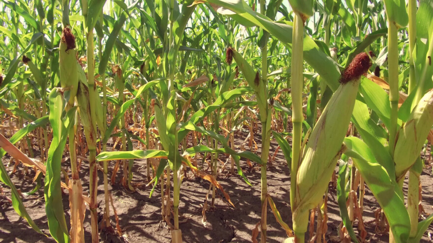 Usevi ugroženi i vrućinom i kišom - uz dva izuzetka