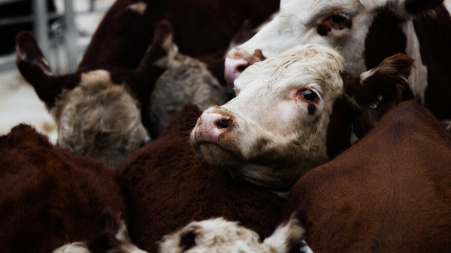 Kod 4,5 hiljade goveda u Italiji otkrivena bolest plavog jezika - izbijanje prijavila još jedna zemlja