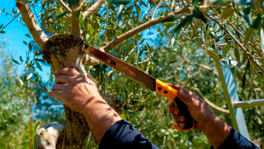 Prva rezidba na rod i rez unatrag: Šta se još u martu radi?