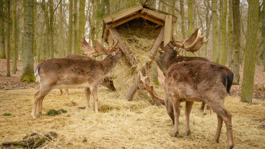 Evo zašto je važno hranjenje divljači tokom zime