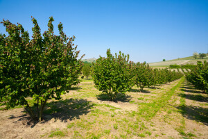 U četiri godine 5.000 novih hektara pod lijeskom - evo tko nosi hrvatsku proizvodnju