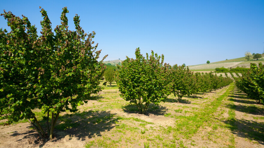 U četiri godine 5.000 novih hektara pod lijeskom - evo tko nosi hrvatsku proizvodnju