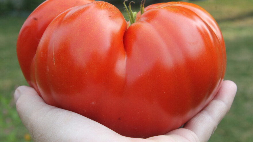 Slavko Vitomirović proizveo paradajz od čak tri kilograma
