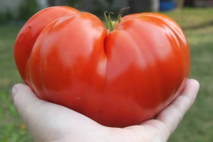 Slavko iz Klenka proizveo džinovski paradajz od čak tri kilograma
