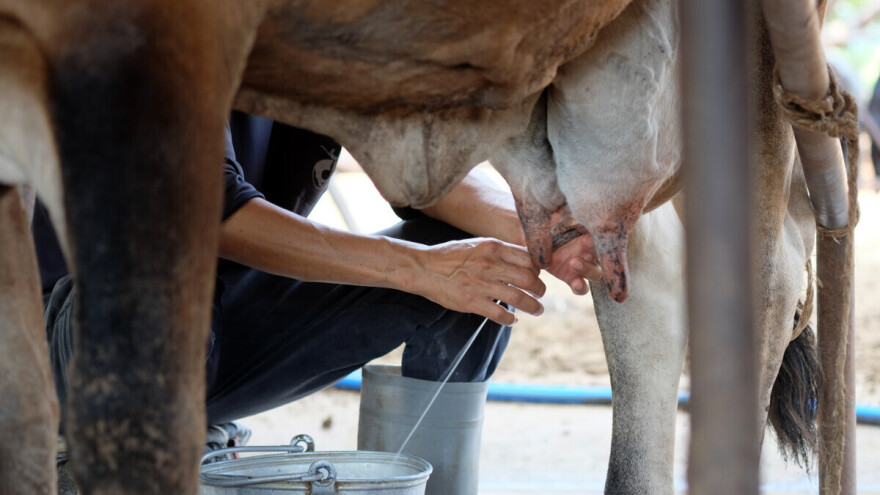 Tragedija u susjedstvu: Ženu ubila krava