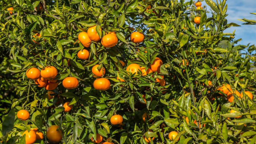 Grad u Španiji izazvao štetu od preko 29 miliona evra