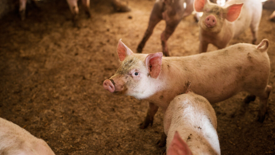 Cene prasića i tovnih svinja variraju, bikovi do 400 din/kg