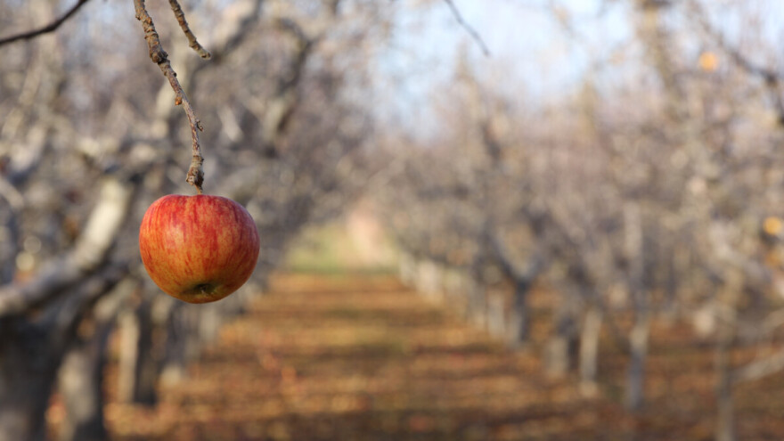 Kojim preparatima sada tretirati zasade jabuka i krušaka?