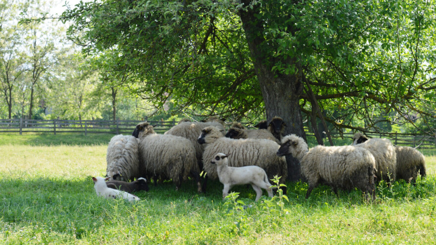 Stiže temperatura i do 40°C - daleko je do osvježenja?