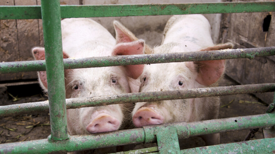 Nastavljen rast cena prasadi i tovnih svinja