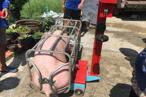 Vagate li svinje redovno? Evo zašto biste trebali