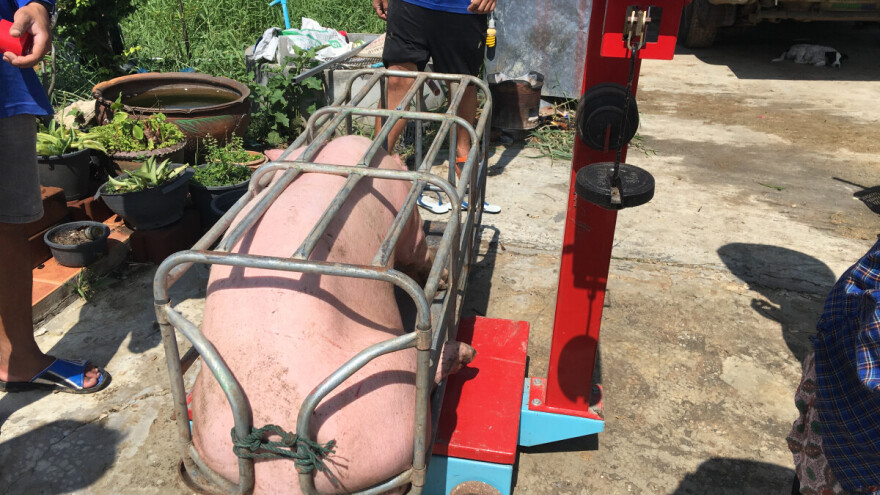 Vagate li svinje redovno? Evo zašto biste trebali