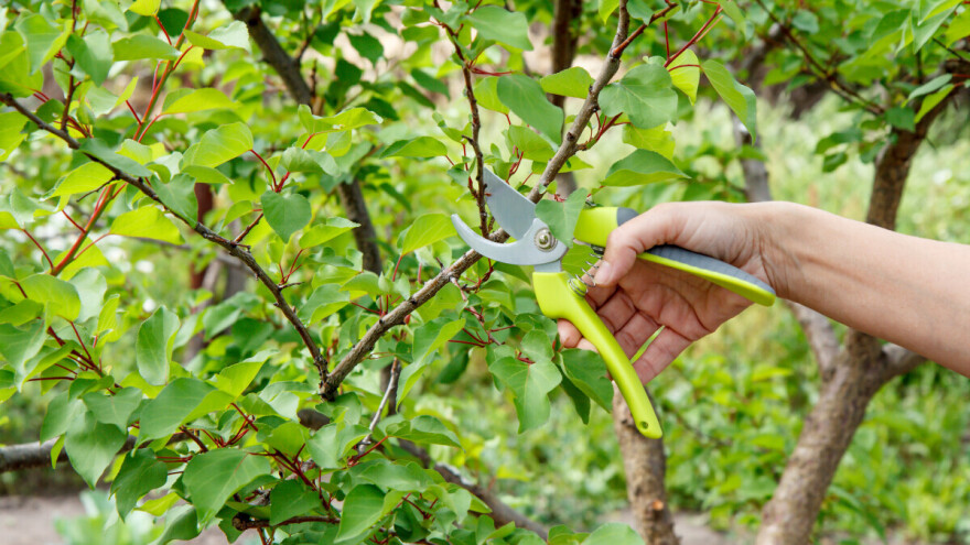 Najvažnija rezidba marelice je tijekom ljeta - evo kako je obaviti