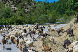 Epidemija ovčjih i kozjih boginja u Grčkoj, do sada usmrćeno više od 270.000 životinja