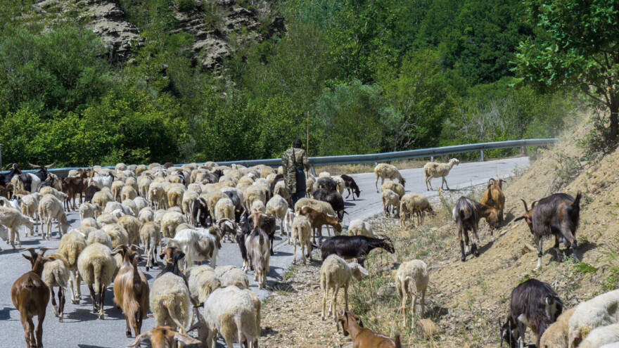 Epidemija ovčjih i kozjih boginja u Grčkoj, do sada usmrćeno više od 270.000 životinja