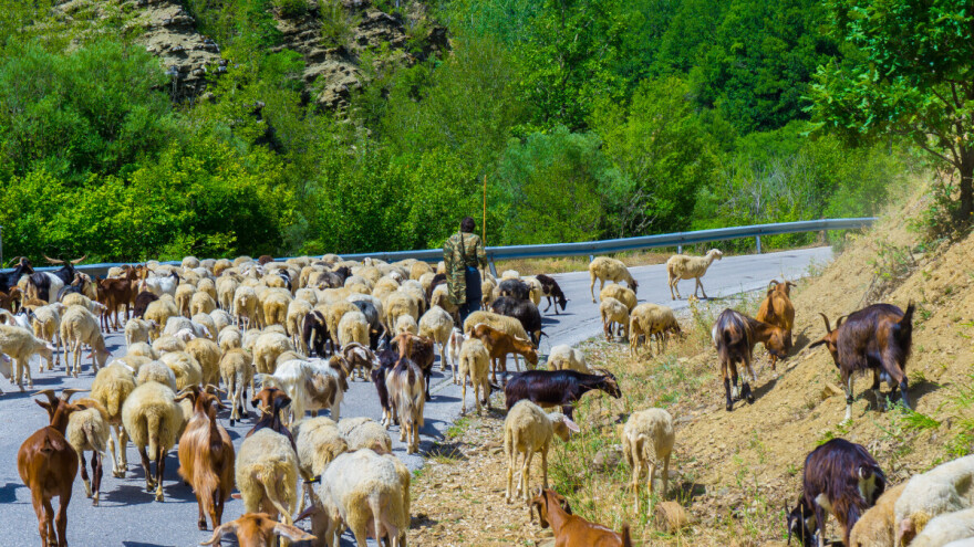 Epidemija ovčjih i kozjih boginja u Grčkoj, dosad usmrćeno više od 270.000 životinja