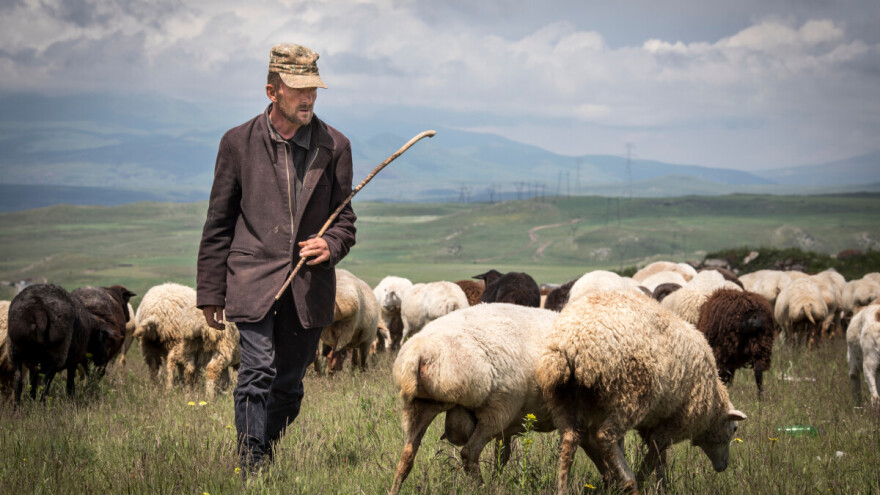 Bruceloza stalna prijetnja u BiH: ZDK među najpogođenijim područjima