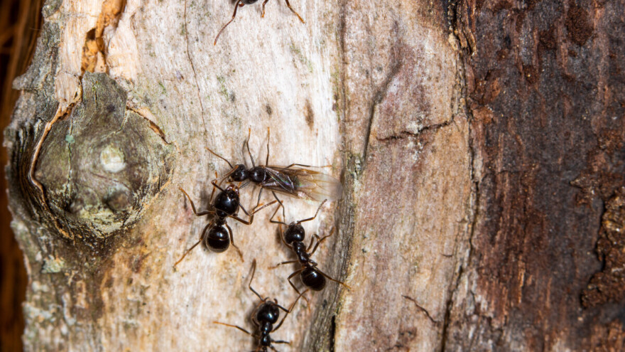 Marljivi mrav prirodni je saveznik u zaštiti voćnjaka?
