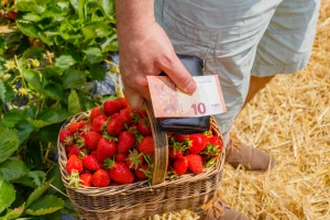 Isplaćeno više od 28 milijuna eura potpore za ekološki uzgoj