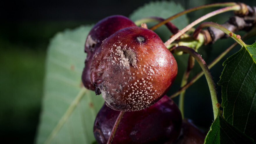 Kako najbolje zaštititi koštičavo voće od monilije?