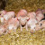 Evo osam mera za suzbijanje muva u svinjcima i štalama
