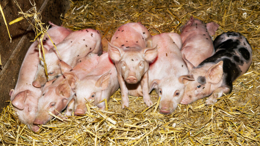 Evo 8 mjera za suzbijanje muha u svinjcima i štalama