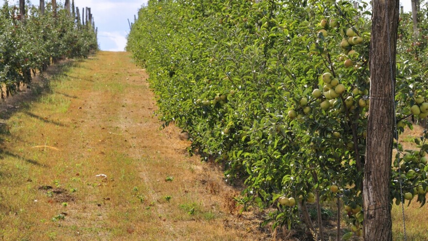 Kakve veze ima reljef s planiranjem sadnje voćnjaka?