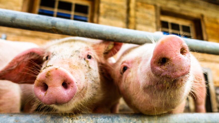 Ukinute zone ograničenja zbog afričke svinjske kuge u više županija